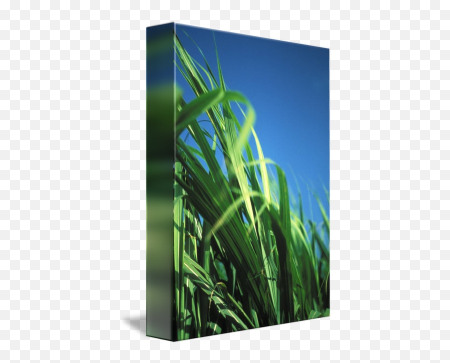 Sugarcane Plant Closeup With Blue Sky In Backgrou By Design Pics - Grass Png,Sugarcane Png