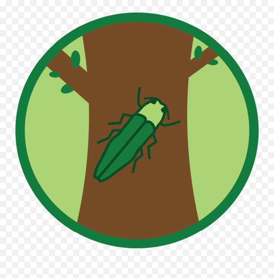 How To Pay Your Bill - Emerald Ash Borer Illustration Png,Ash Icon