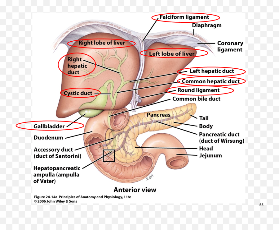 Png Anatomy Gallbladder Pancreas Google - Liver And Flow Of Digestive Juices From The Accessory Glands To Small Intestine,Pancreas Icon