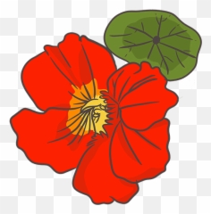Empress Of India Heirloom Dwarf Nasturtium U2013 Le Noyau - Poppy Png,Empress Icon