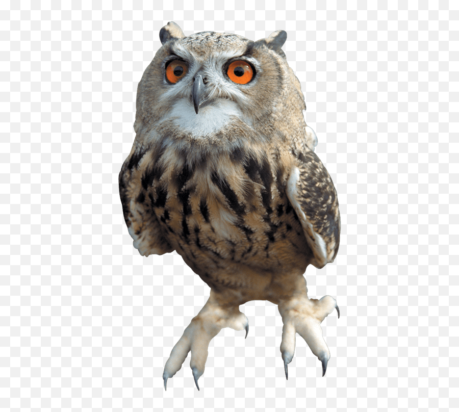 Owl Flying Transparent Png - Owls Of Harry Potter,Idubbbz Png