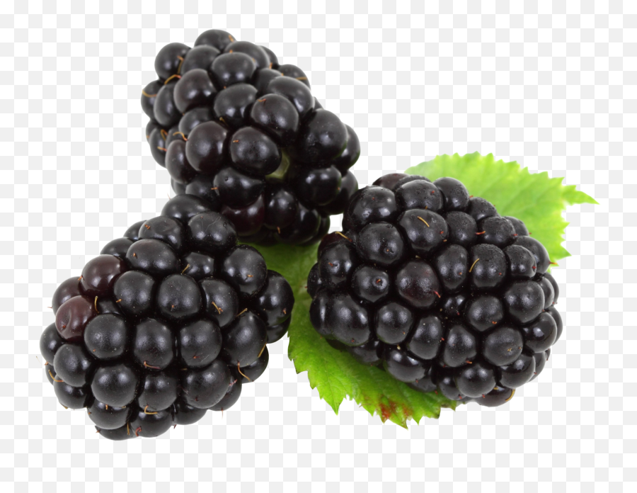 Blackberry With Leaves Png Image For Free - Blackberries Png,Berries Png