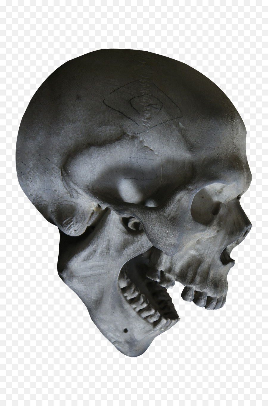 Download Free Png Halloween Skull - Skull Head Png,Skull Head Png