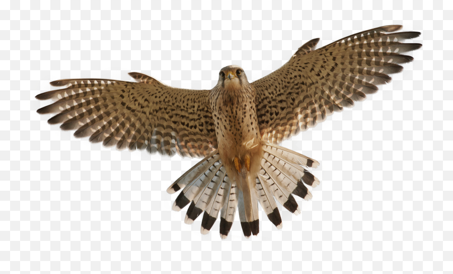 Falcon Png - Flying Falcon Png,Falcon Png