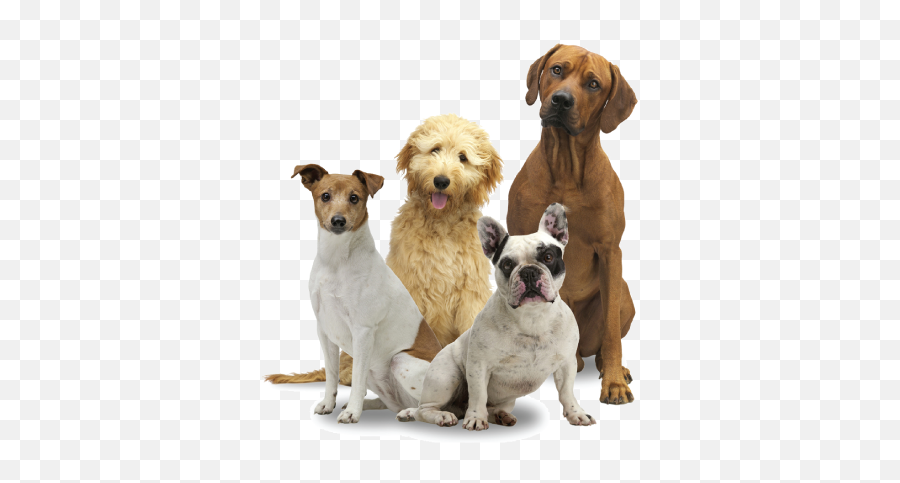 Group Of Dogs Png 5 Image - Transparent Dog Group Png,Dog With Transparent Background