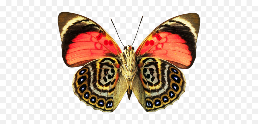 Agrias Amydon - Enjoy The Beauty Of The Richness Of Colors Beautiful Butterfly Wing Patterns Png,Butterfly Wing Png