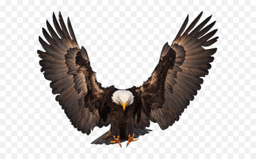 Free Eagle Psd Vector Graphic - Vectorhqcom Eagle Front Png,Eagles Logo Vector