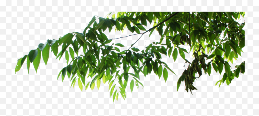 Hanging Leaves - Hanging Leaves Png Full Size Png Download Transparent Tree Leaves Png,Tree Leaves Png