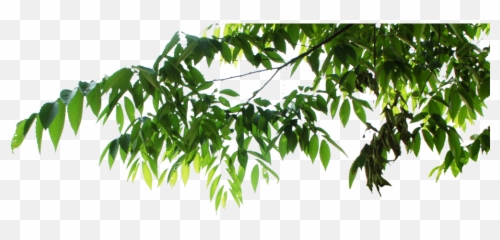 Hanging Leaves - Png Full Size PNG Download Transparent Tree