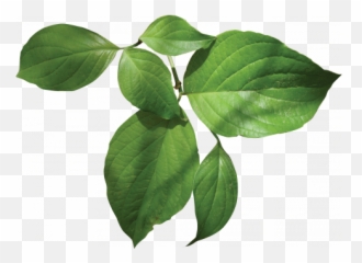 Flowering Dogwood - Louisiana Dogwood Png,Dogwood Png
