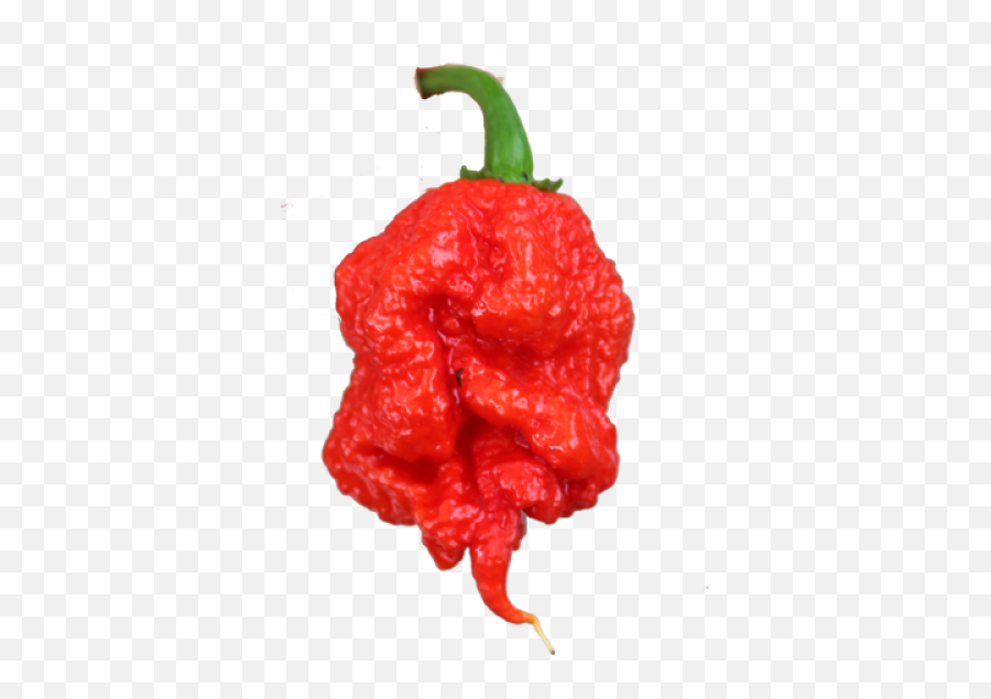 Carolina Reaper Transparent Png Image - Carolina Reaper Png,Reaper Transparent