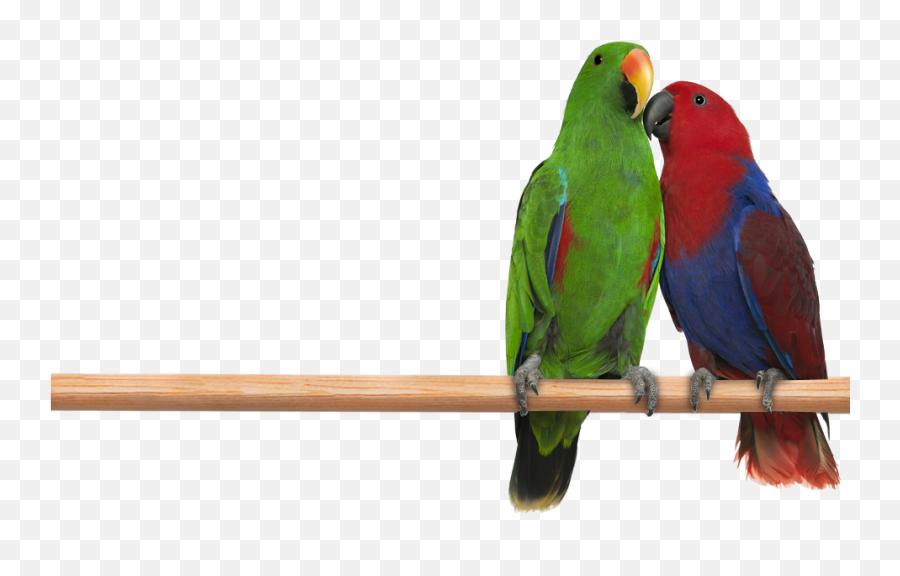 Eclectus Parrot - Male And Female Parrot Png,Parrot Transparent