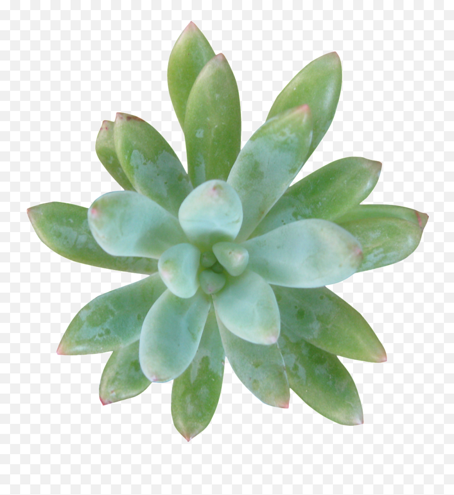 Download Green Succulent - Succulent Plant Png,Ozuna Png