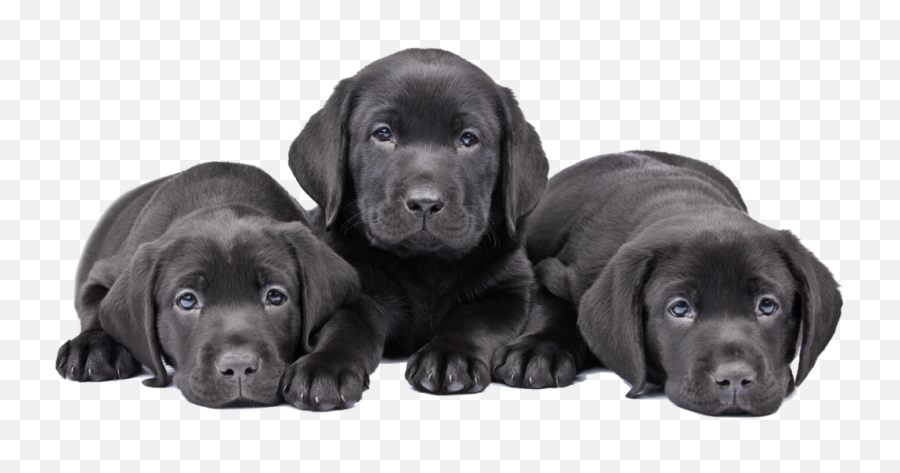 Breeding Program Development And Expansion U2014 Career Dogs - Black Lab Pup Clip Art Png,Cute Dog Png