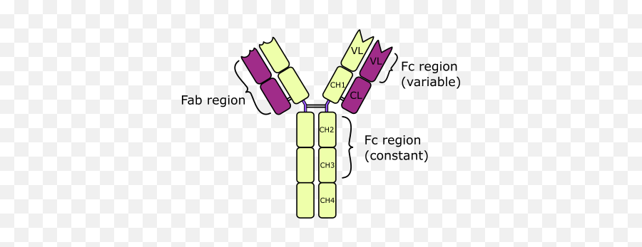 Anti - Immunoglobulin E Ige Antibody Png,Antibody Png