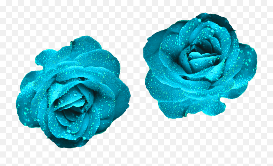 Hd Glowing Blue Roses Color - Turquoise Teal Color Flowers Png,Rose Png Hd