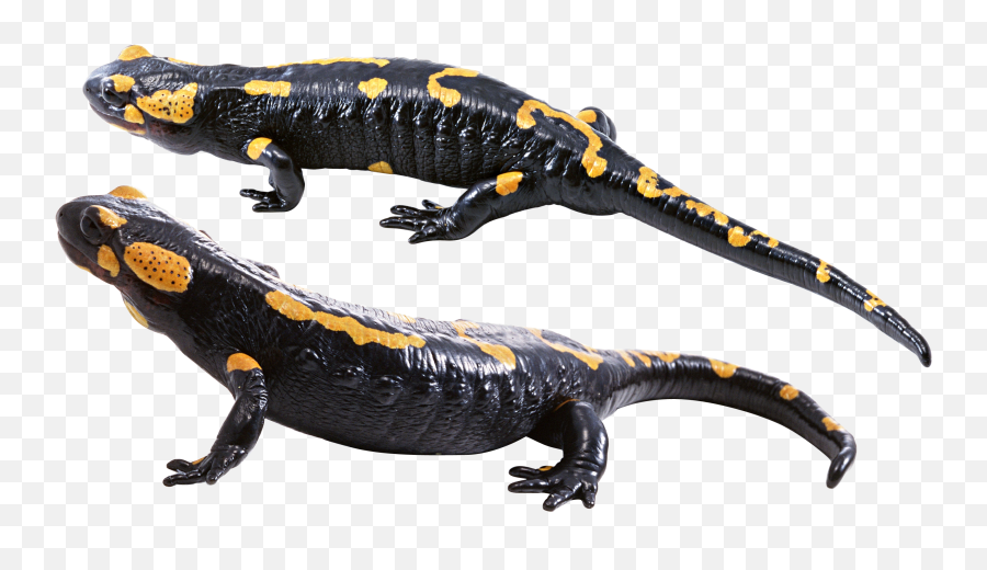 Lizard Png Icon Web Icons - Transparent Salamander Png,Lizard Transparent