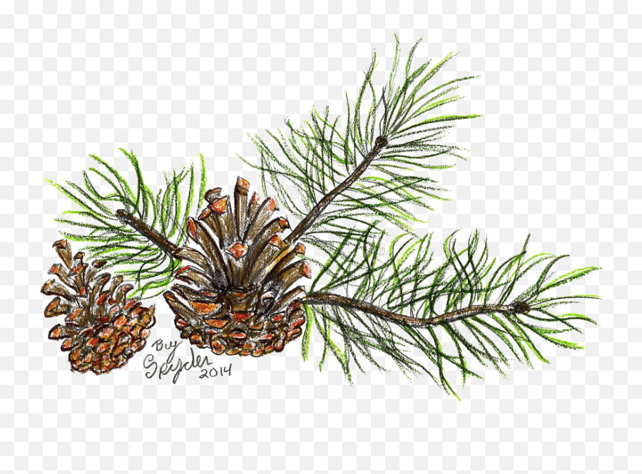 Pine Branch Png Transparent Hd Photo Mart - Pine Branch Drawing,Pine Branch Png