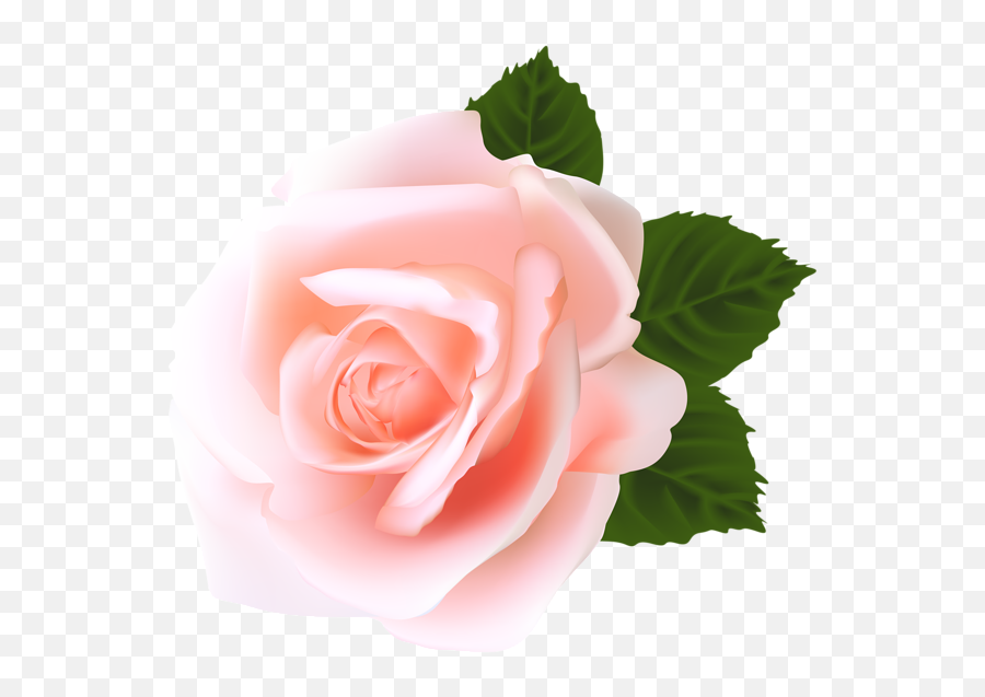 Rose Png Flower Images Free Download - Rose Rose Flower Png,Real Rose Png