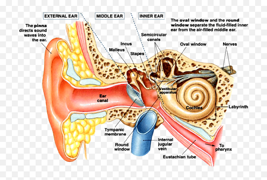 John Wawrzonek - Workings Of The Inner Ear Png,Fossil Kelly Icon Clutch