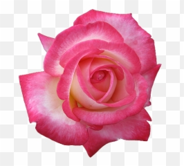 Pink Rose Clipart Transparent Png - Happy Birthday Papa Jesus