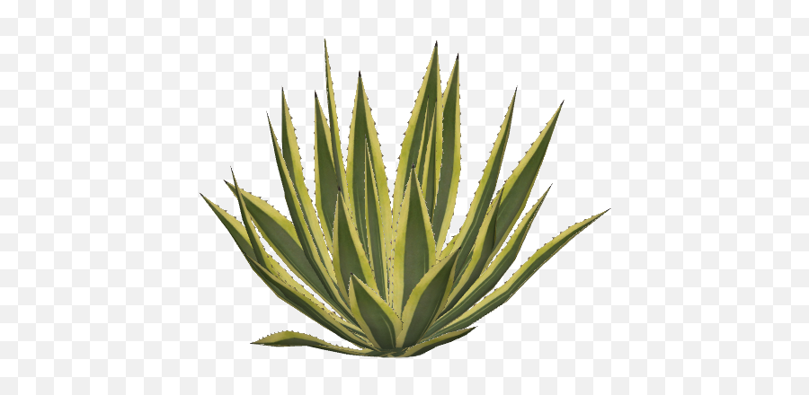 Agave Png Transparent Agavepng Images Pluspng - Agave Plant Png,Plant Png