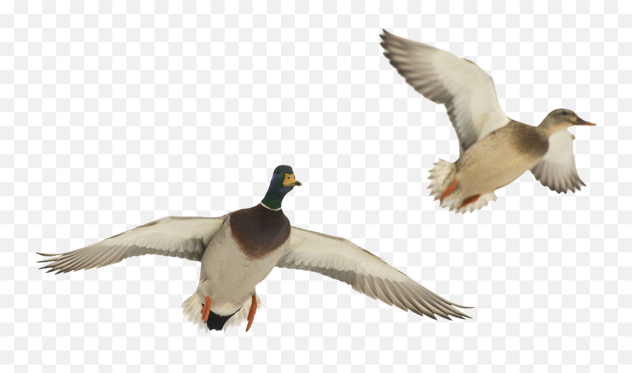 Download Ducks Flying Png - Duck In Flight Png,Duck Png