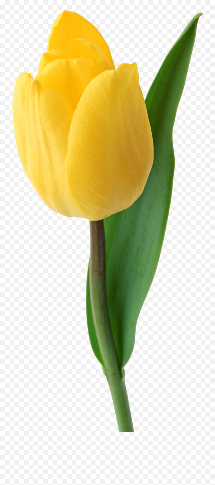 Download Tulip Png Image For Free - Portable Network Graphics,Tulip Transparent
