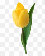 Download Tulip Png Image For Free - Portable Network Graphics,Tulip Transparent