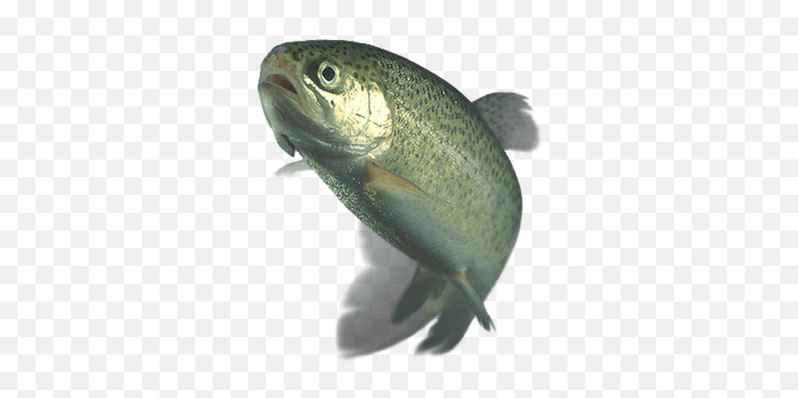 Trout Transparent Png - You Ve Been Whacked With A Wet Trout,Transparent Fish