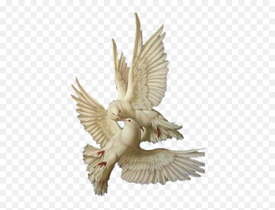 Pngs For Sensitive Teens Doves - Angelcore Png,Dove Transparent