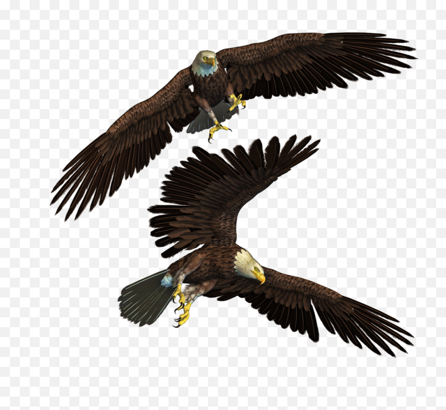 Bald Eagle Transparent Background Png Arts - Editing Photoshop Png,Bald Eagle Transparent