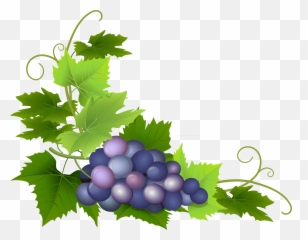 Autumn Border Grapes Png Free