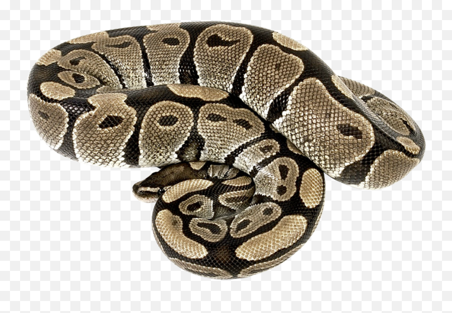 Snake Png Image Images - Boa Png,Serpent Png