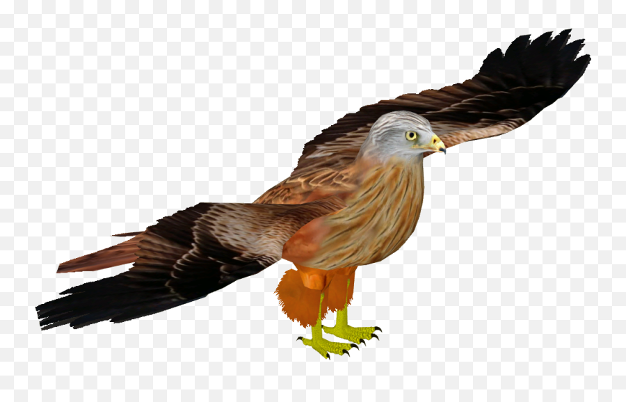 Download Hd Red Kite 4 - Golden Eagle Transparent Png Image Hawk,Golden Eagle Png