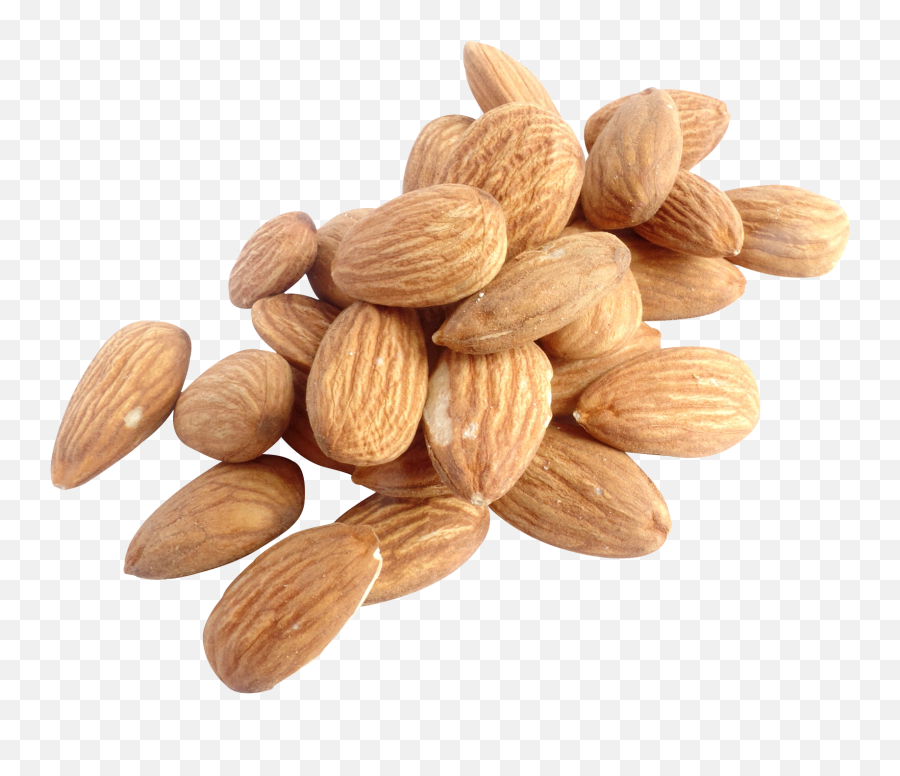 Hazelnut Png Image - Pngpix Almond Nuts Png,Hazelnut Png