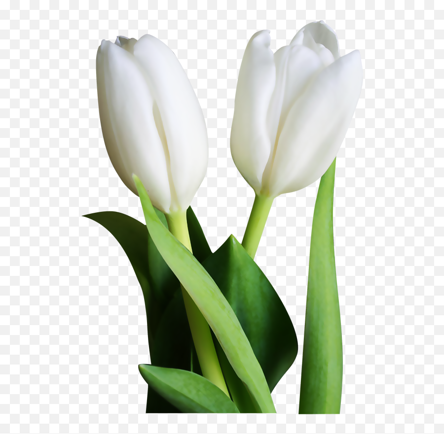 Tulip Transparent White Picture 2809101 - White Tulip Flowers Png,Tulip Png
