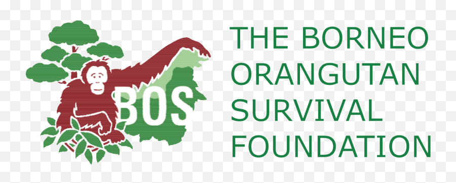 Orangutans U2013 Bosf - Borneo Orangutan Survival Foundation Png,Orangutan Png