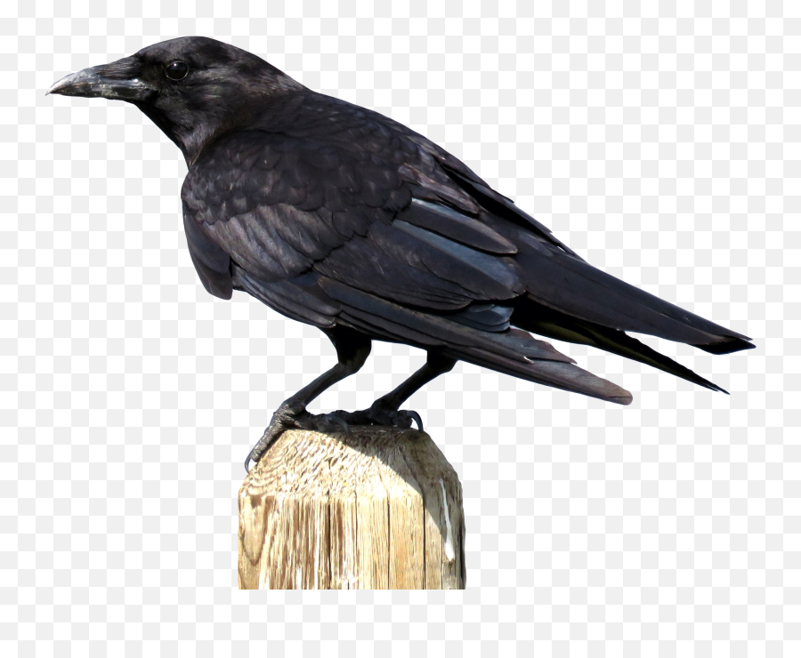 Crow - Freepngtransparentbackgroundimagesfreedownload Crow Transparent Png,Crows Png