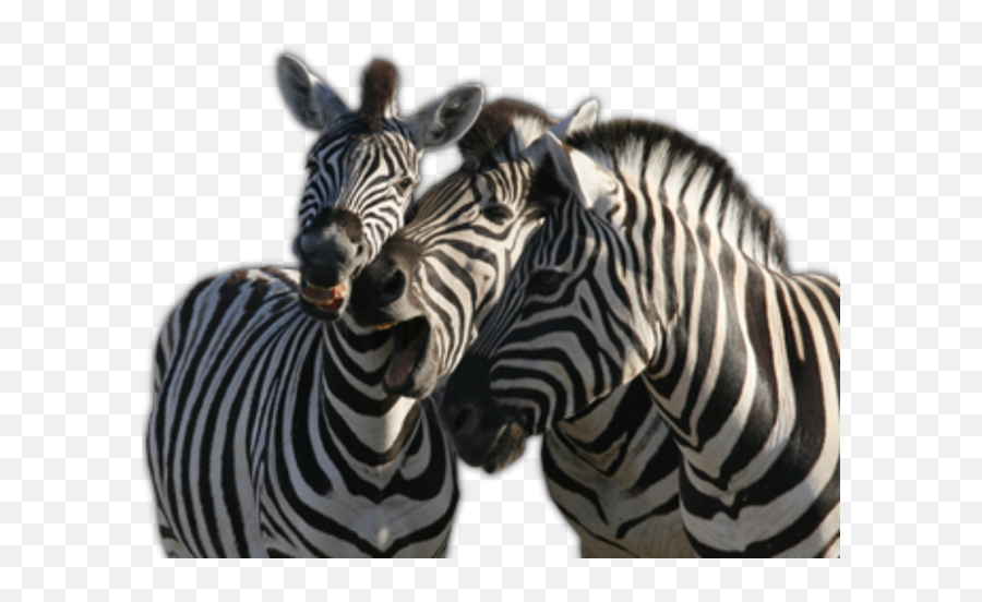 Zebra Png Transparent Background Image - Zebra,Zebra Transparent Background