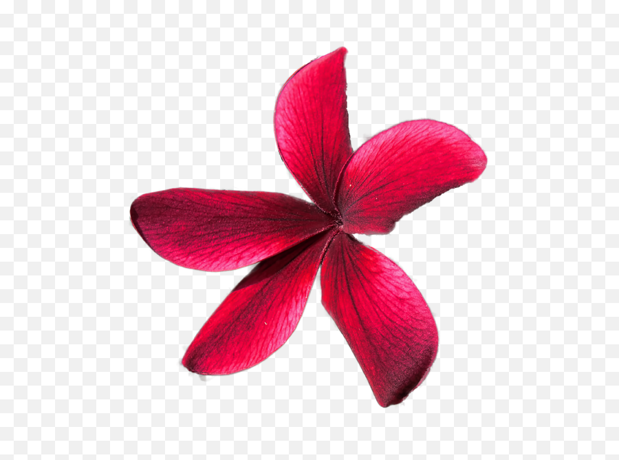 Red Plumeria Png Transparent - Plumeria Flower Red Png,Plumeria Flower Png