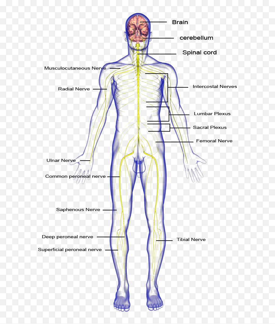 Nervous System Body Parts Transparent - Body Parts Of The Nervous System Png,Nervous System Png