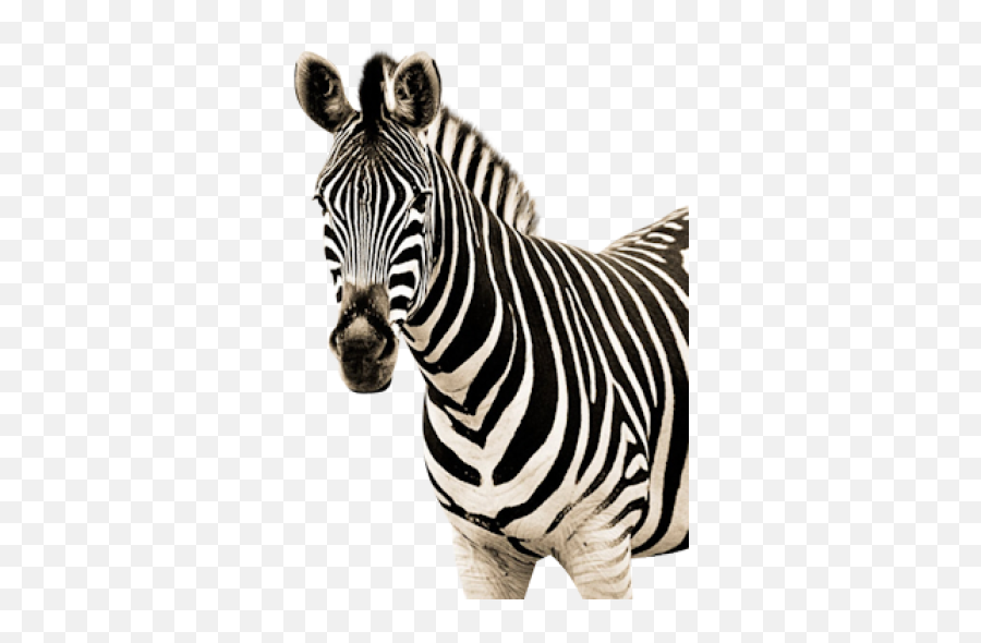 Zebra Image Png - High Resolution Zebra Png,Zebra Png
