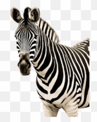 Zebra Image Png - High Resolution Zebra Png,Zebra Png