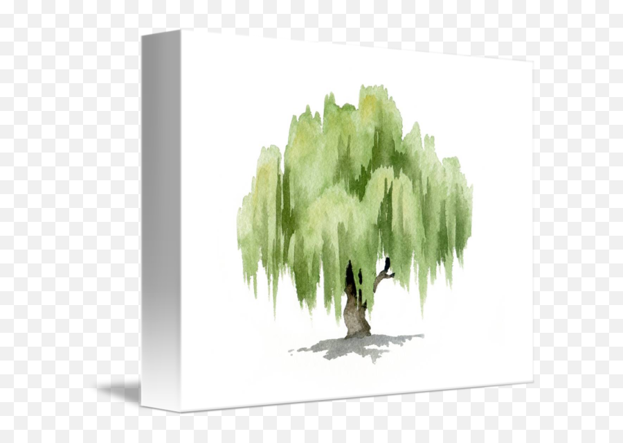 Download Willow Tree By David Rogers - Willow Tree Watercolor Painting Png,Watercolor Tree Png