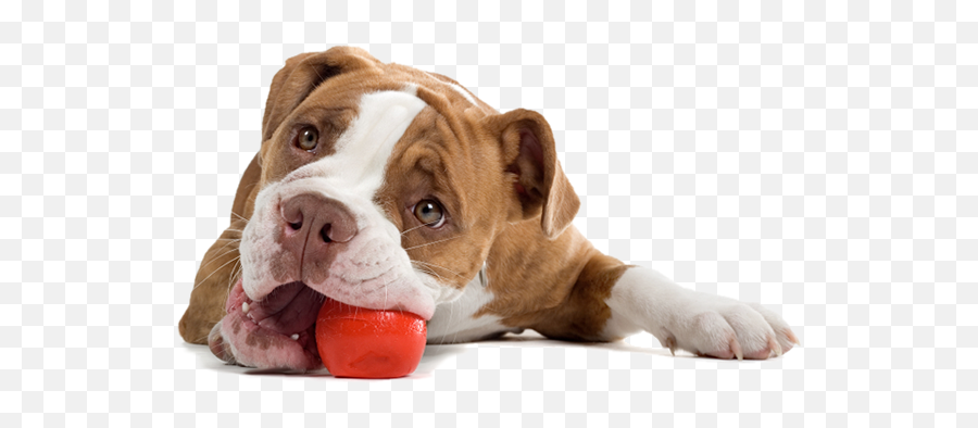 Pet Products Product Pets Com Hundreds Of Different - Dog Playing With Toys Png,Cute Dog Png