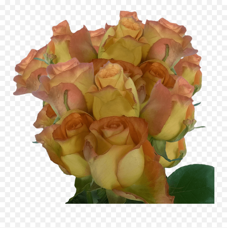 Orange Yellow Roses Long Stem Rose Flowers - Garden Roses Png,Orange Flower Png