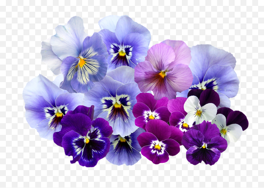 Violet Flowers Png Image - Pansy Flowers Png,Purple Flowers Png