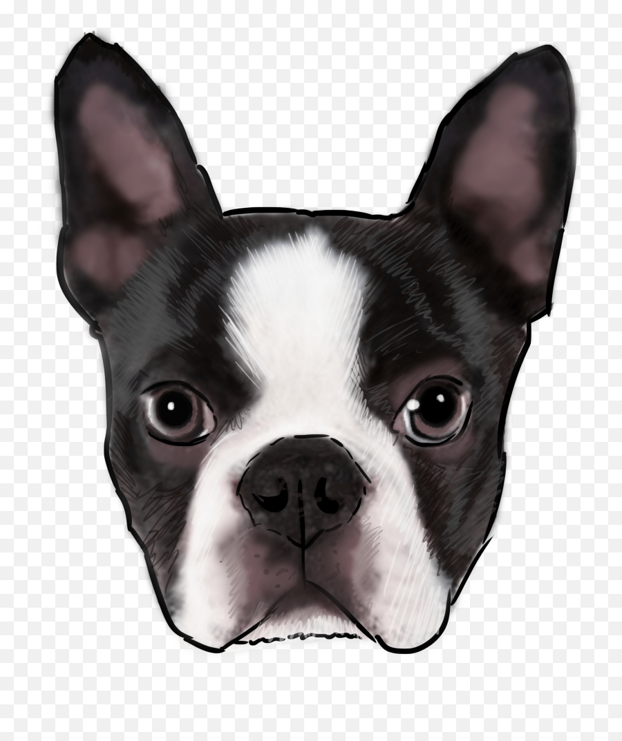 Download Boston Terrier - Transparent Png Download Boston Terrier Stickers Png,Boston Terrier Png