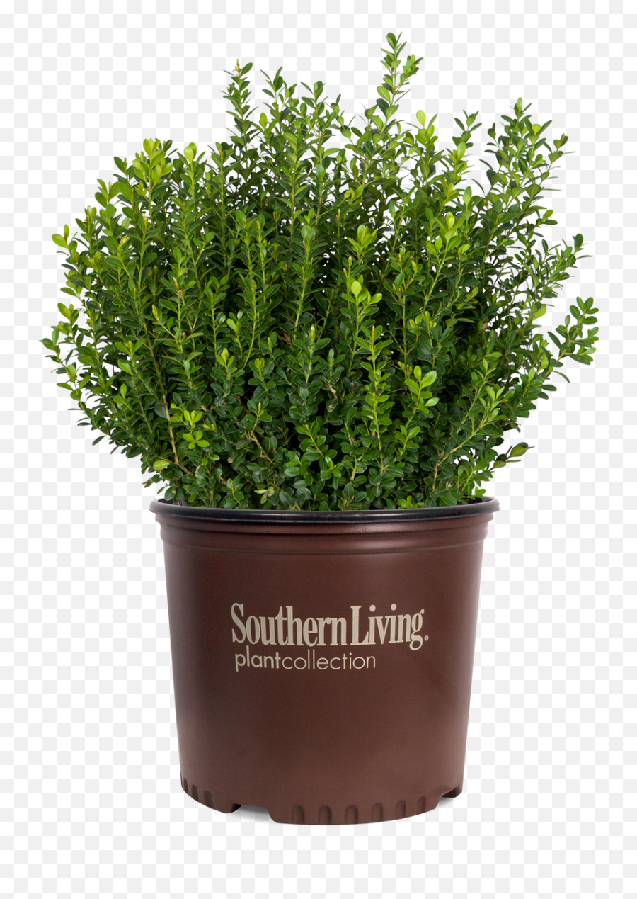 Baby Gem Boxwood - Southern Living Baby Gem Boxwood Png,Boxwood Png